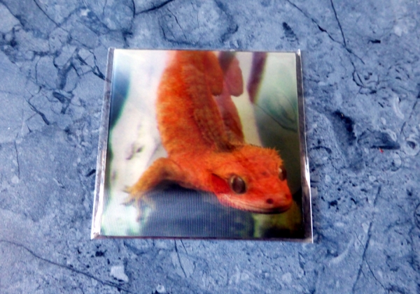 Magnetic Curiosity - Gruppe M - Brauner Gecko