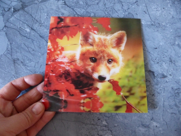 Baby Fox - Gruppe D - Fuchs im Wald - Große Postkarte 3D