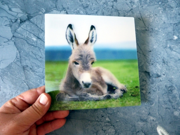 Baby Donkey - Gruppe D - Baby Eselchen Große Quadratische Postkarte