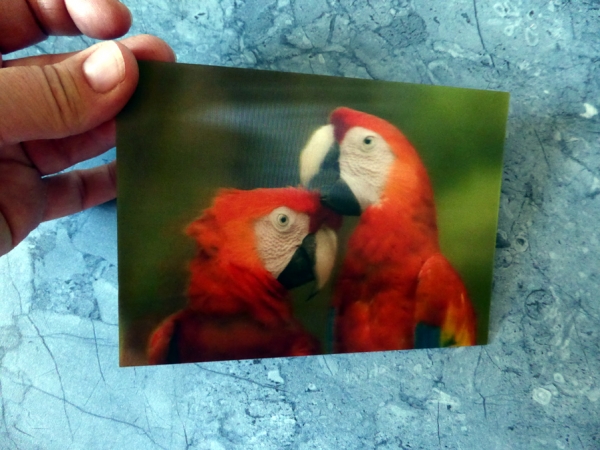 Scarlet Macaws - Gruppe B - Rote Aras Papagaien Paar - Postkarte 3D