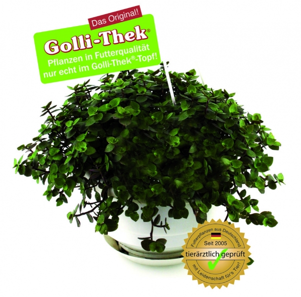 Golliwoog® - Hängeampel weiß mit 14cm von Golli-Thek®