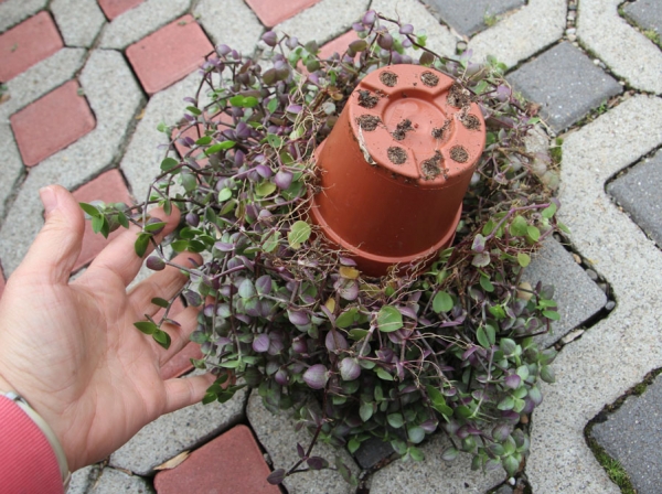 Callesia repens - XL Futterpflanze für Terrarium 11cm Topf