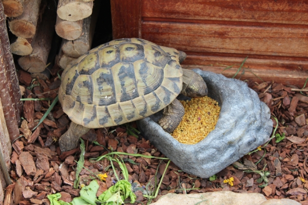 Repti Rock Corner Water Dish Zoomed Small