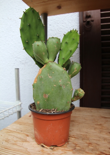 Opuntia Variegata und ähnliche ungiftige Arten