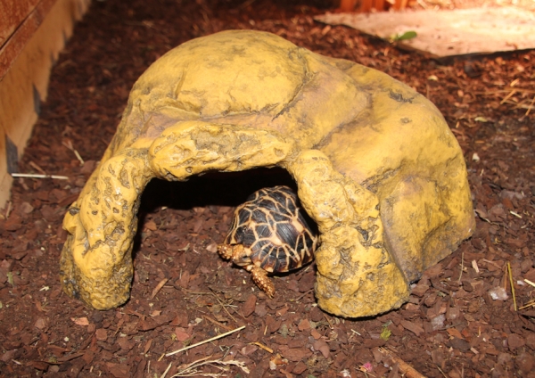 Exoterra Reptilienhöhle XXL 32x30x14cm Tortoise Cave