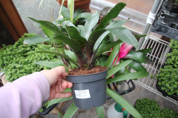 Bromelie gross "Neoregelia" 12cm Topf verschiedene Arten