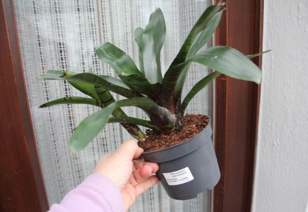 Bromelie gross "Neoregelia" 12cm Topf verschiedene Arten