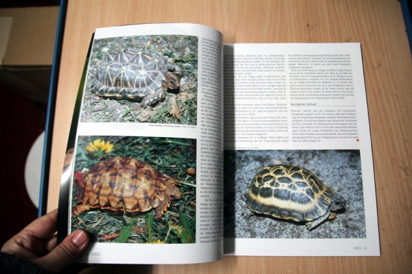 DRACO 8 Tropische Landschildkröten