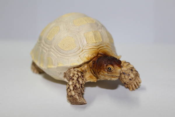 Schildkröten Figur "Asiatische Waldschildkröte Jungtier"