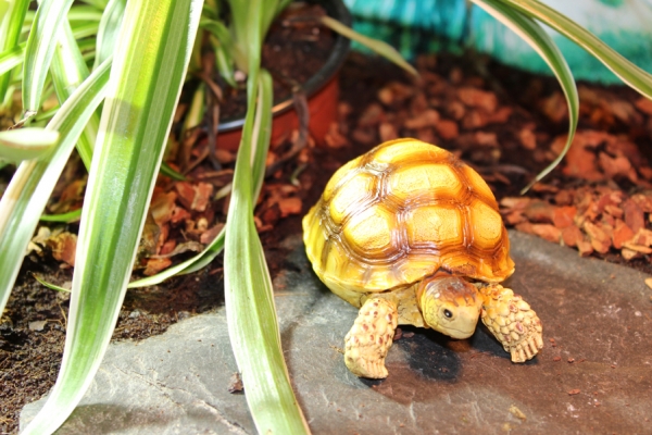 Schildkröten Figur "Junge Spornschildkröte" Afrika