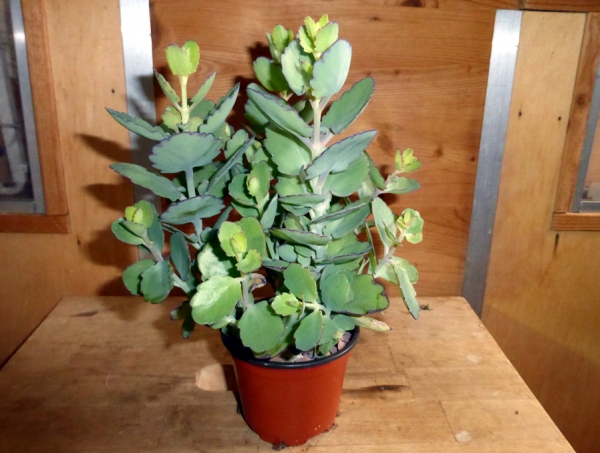 Kalanchoe oder Brutblatt im 9cm Topf Futterpflanze für das Terrarium