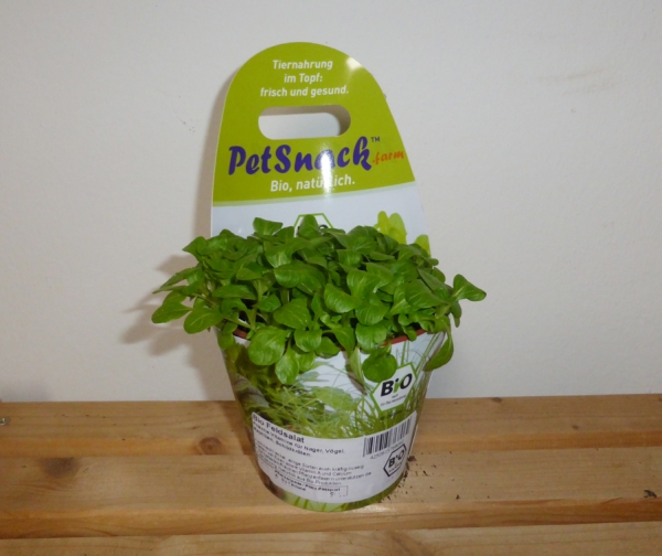 PetSnack Tiernahrung - Blattsalat-Mix Futterpflanzen im Topf
