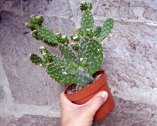 Opuntia Variegata und ähnliche ungiftige Arten