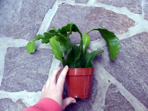 Blattkaktus - Epiphyllum verschiedene Arten - Sägeblattkaktus