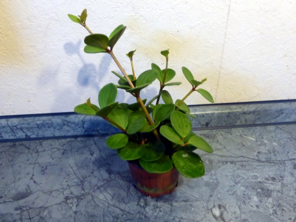 Peperomia "Hope" Pflanze für Reptilien & Schildkröten Terrarien