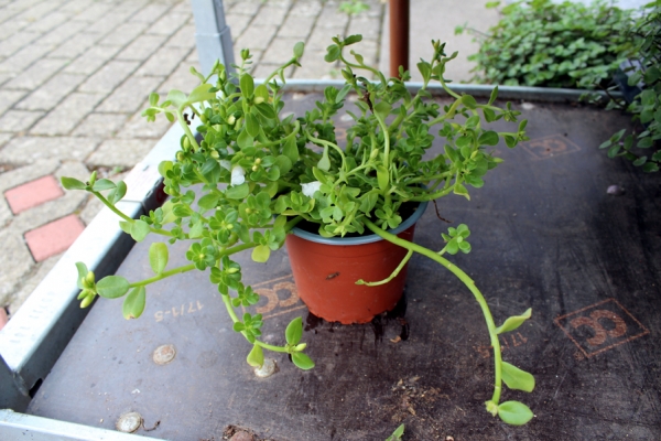 Portulakröschen im Topf Blüh- und Futterpflanze