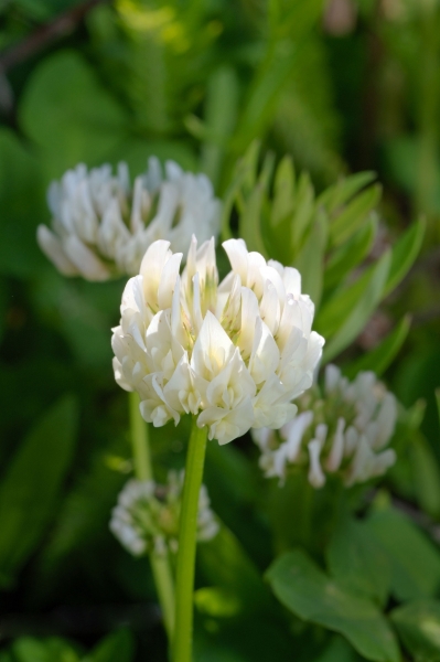 Alexandriner-Klee 5g  (Trifolium alexandrinum)