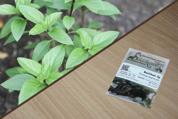 Basilikum 2g  (Ocimum basilicum)