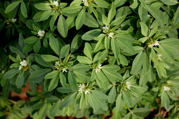 Bockshornklee 5g  (Trigonella foenum-graecum)