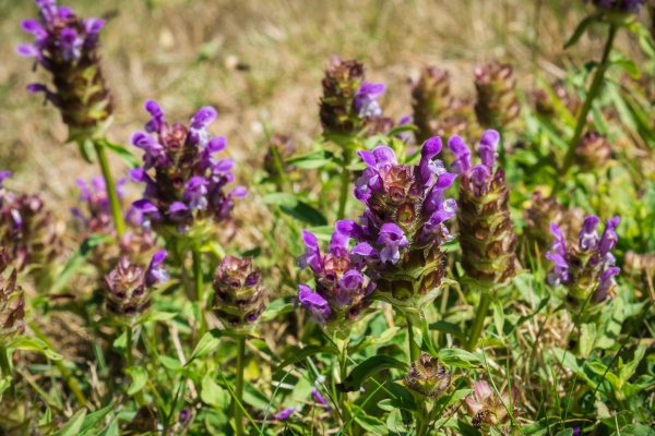 Gewöhnliche Braunelle 1g - Prunella vulgaris