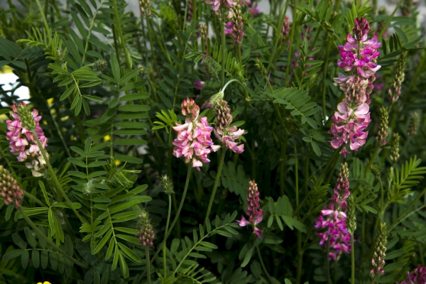 Esparsette 5g  (Onobrychis viciifolia)