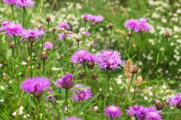 Wiesen-Flockenblume 2g  (Centaurea jacea s.str.)