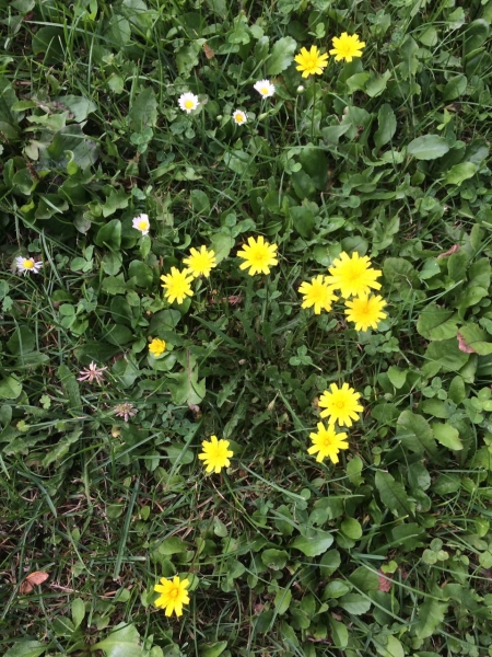 Gewöhnliches Ferkelkraut 1g  (Hypochaeris radicata)