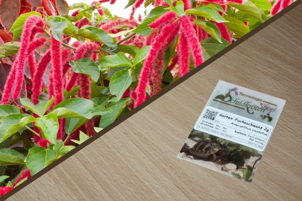 Garten-Fuchsschwanz 2g  (Amaranthus caudatus)