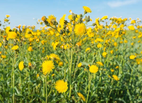 Raue Gänsedistel 1g  (Sonchus asper)