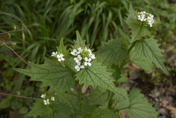 Knoblauchrauke 2g - Alliaria petiolata