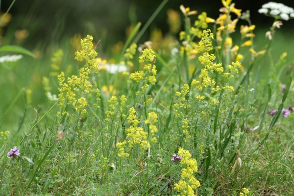 Echtes Labkraut 1g - Galium verum s.str.