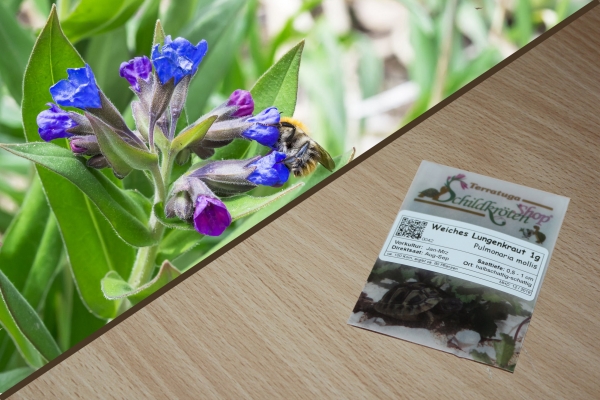 Weiches Lungenkraut 1g  (Pulmonaria mollis)