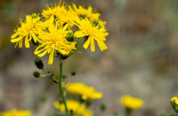 Wiesen-Pippau 1g  (Crepis biennis)