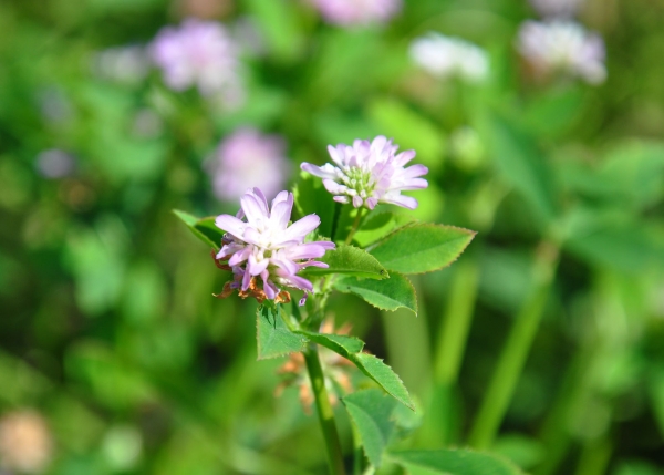 Persischer Klee 5g  (Trifolium resupinatum)