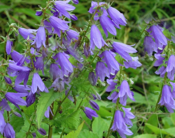 Rapunzel Glockenblume 1g  (Campanula rapunculus)