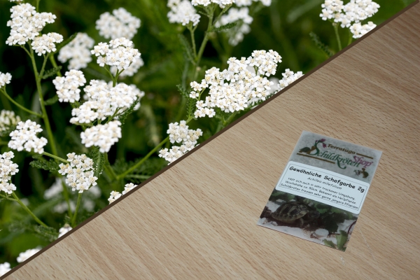 Gewöhnliche Schafgarbe 2g  (Achillea millefolium)