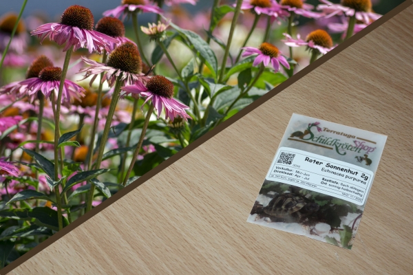 Roter Sonnenhut 2g  (Echinacea purpurea)