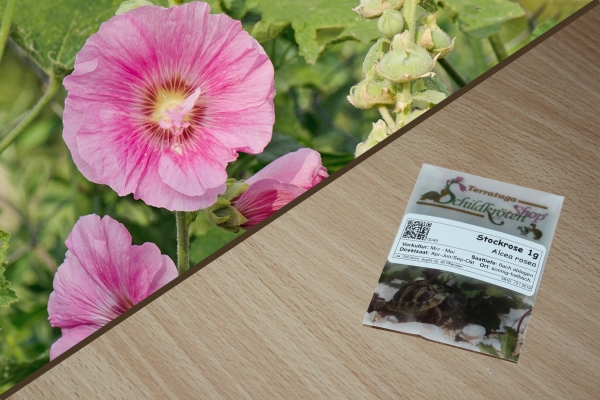 Stockrose 1g  (Alcea rosea)