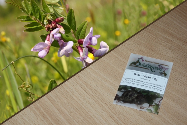 Saat-Wicke 10g  (Vicia sativa)