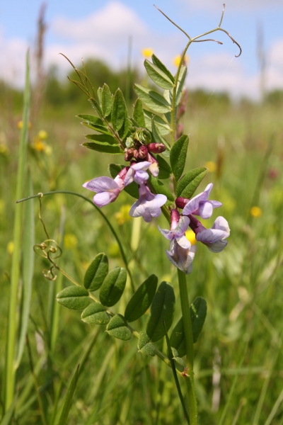 Saat-Wicke 10g  (Vicia sativa)