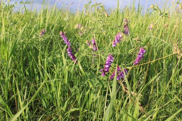 Vogelwicke 2g  (Vicia cracca agg.)