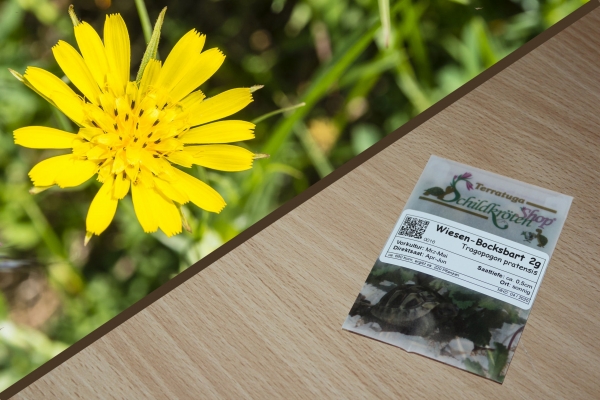 Wiesen-Bocksbart 2g  (Tragopogon pratensis)