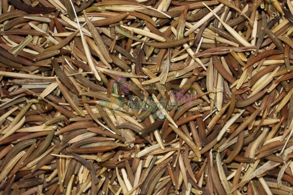 Wiesen-Bocksbart 2g  (Tragopogon pratensis)