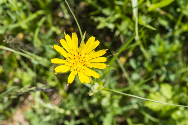 Wiesen-Bocksbart 2g  (Tragopogon pratensis)