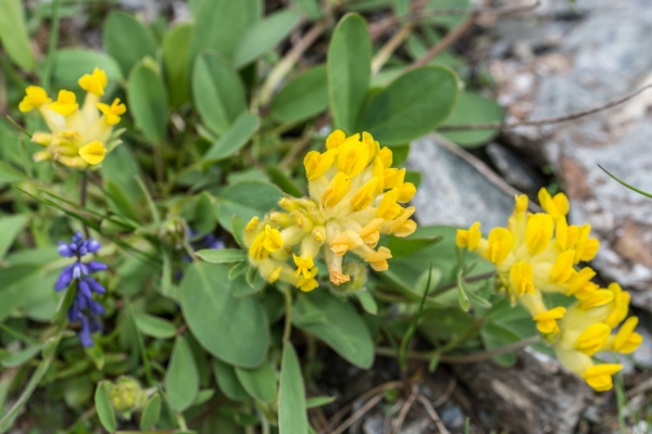 Gewöhnlicher Wundklee 2g - Anthyllis vulneraria