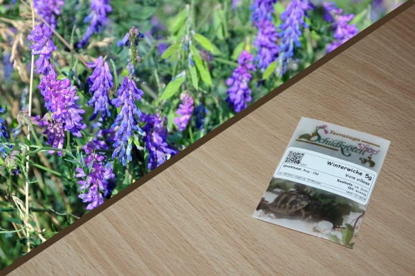 Winterwicke 5g  (Vicia villosa)