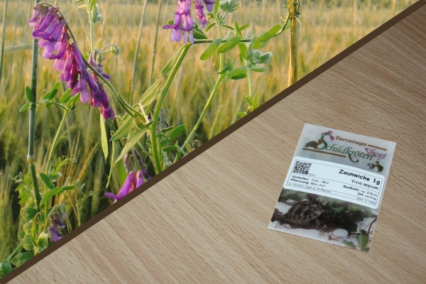 Zaunwicke 1g  (Vicia sepium)