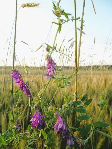 Zaunwicke 1g  (Vicia sepium)