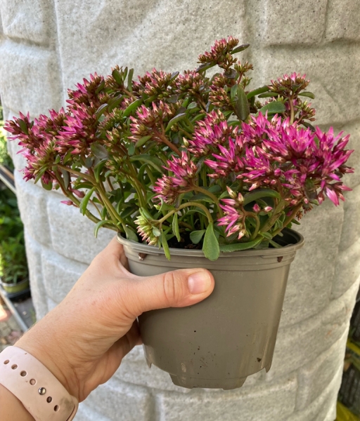 Teppich Fetthenne pink im 11cm Topf (Sedum spurium aristata)