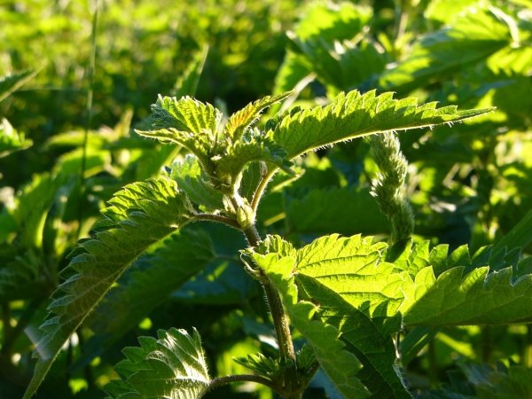 Große Brennessel 5g  (Urtica dioica)